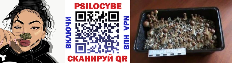сайты даркнета клад Урюпинск Псилоцибиновые грибы Cubensis