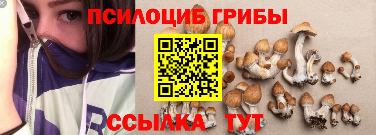 Галлюциногенные грибы Psilocybe Урюпинск